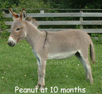 Peanut 10 Months