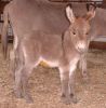 Peaches09a.jpg