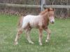 Filename=DustyColt5-5-07_03.jpg
Filesize=124KB
Dimensions=800x597
Date added=Apr 12, 2008 DustyColt5-5-07_03.jpg