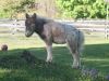 Misty5-25-08-12.jpg