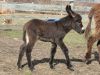Bunny04-14-09_03.jpg