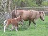 Filename=IrishColt05-06-09_01.jpg
Filesize=82KB
Dimensions=800x600
Date added=May 07, 2009 IrishColt05-06-09_01.jpg