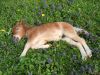 Filename=IrishColt05-09-09_01.jpg
Filesize=124KB
Dimensions=800x600
Date added=May 10, 2009 IrishColt05-09-09_01.jpg