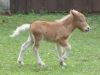 IrishColt05-09-09_02.jpg