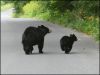 BearCub7-23-06_07.jpg