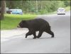 BearCub7-23-06_13.jpg